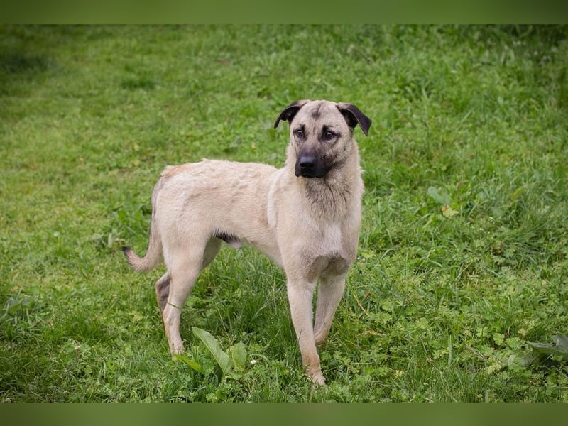 Chip-Nr. 2321420 - ich suche einen tollen Namen und am besten auch gleich eine eigene Familie