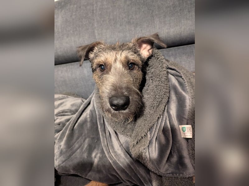 SCOTTY - welche tolle Familie kann dem sensiblen Hundemann Zeit und Sicherheit geben?