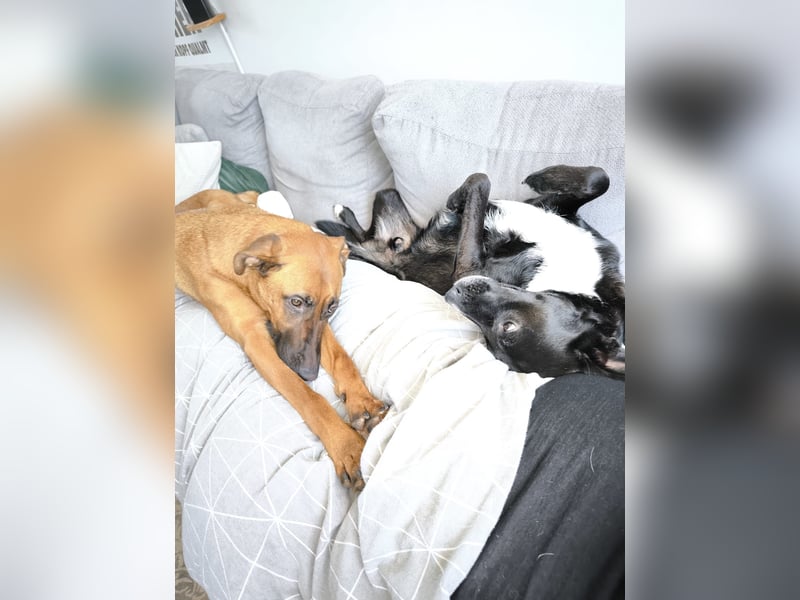 Bucky und Tobi - Wer mag dem Duo ein schönes Zuhause bieten?