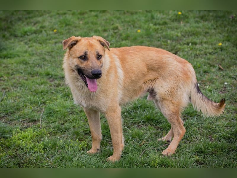 THOMAS - der aktive und verspielte, liebe Hundemann sucht ein tolles Zuhause