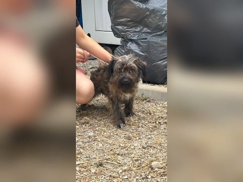 Strudel - aktiver, verspielter Junghund sucht seine Familie