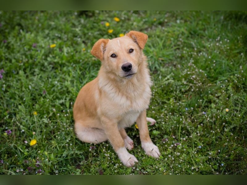 SUNNY - der aktive und verspielte, liebe Hundemann träumt von einem liebevollen Für-Immer Zuhause