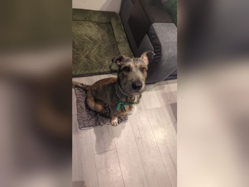 SCOTTY - welche tolle Familie kann dem sensiblen Hundemann Zeit und Sicherheit geben?