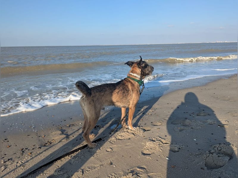 SCOTTY - welche tolle Familie kann dem sensiblen Hundemann Zeit und Sicherheit geben?