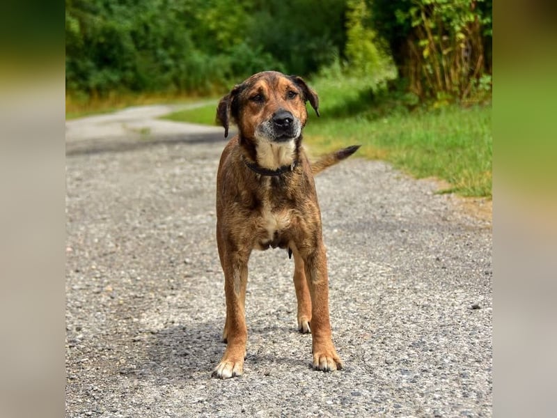 Aron ist ein ruhiger Hundeherr