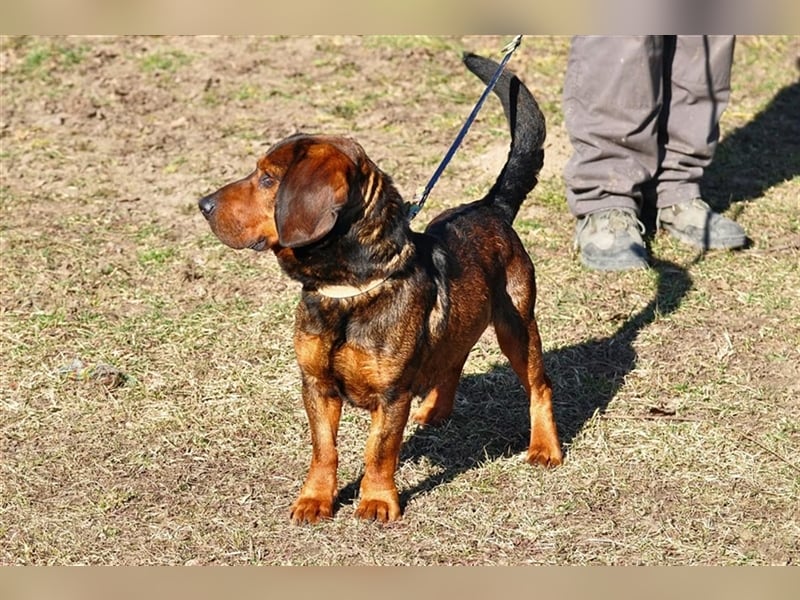 Hachiko genießt menschliche Aufmerksamkeit
