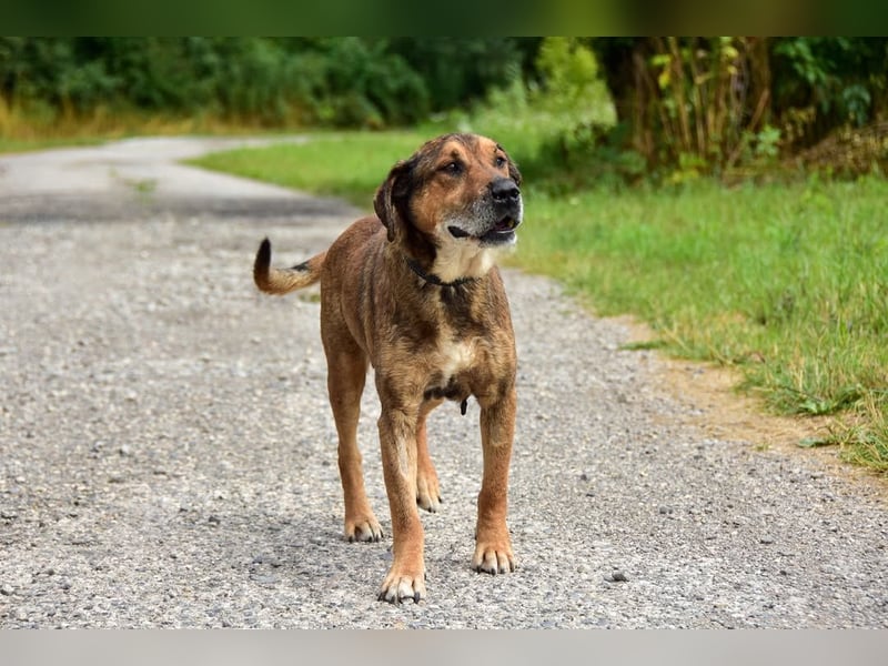 Aron ist ein ruhiger Hundeherr