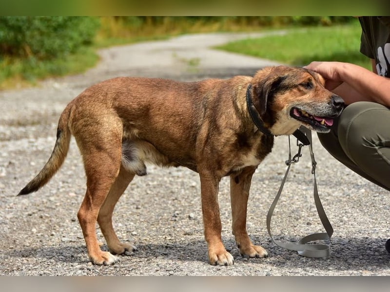Aron ist ein ruhiger Hundeherr