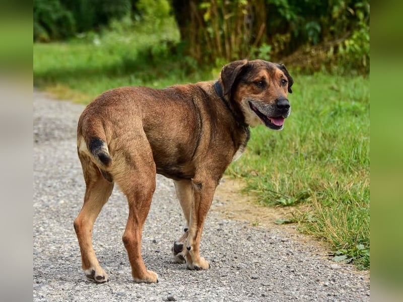 Aron ist ein ruhiger Hundeherr