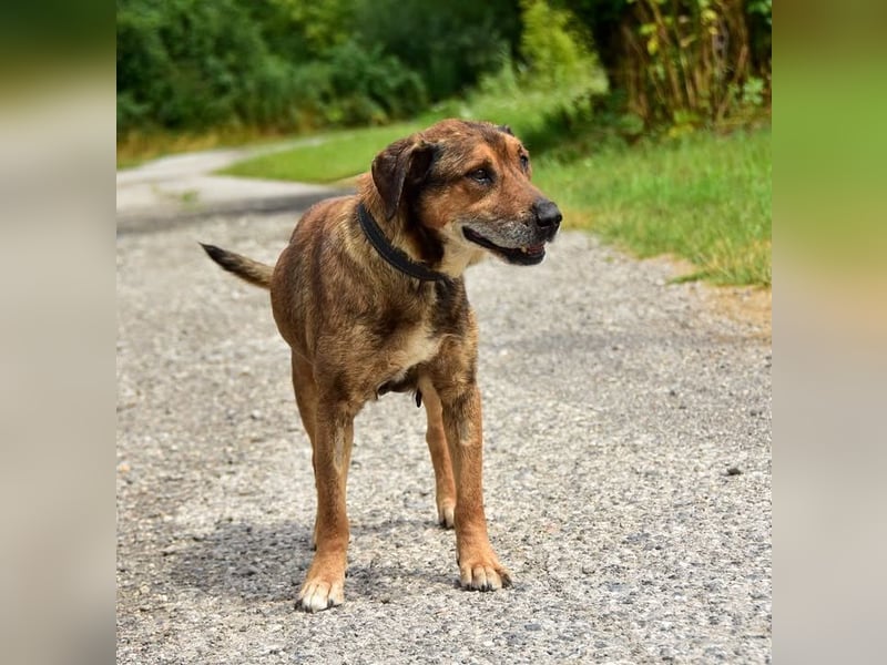 Aron ist ein ruhiger Hundeherr