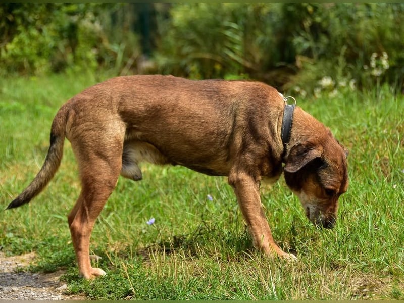 Aron ist ein ruhiger Hundeherr