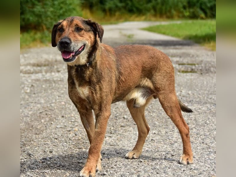 Aron ist ein ruhiger Hundeherr