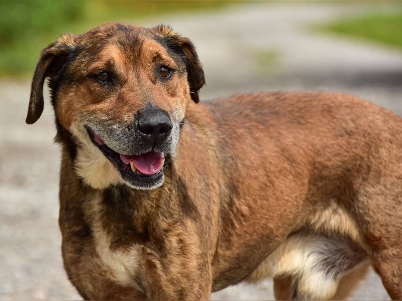 Aron ist ein ruhiger Hundeherr