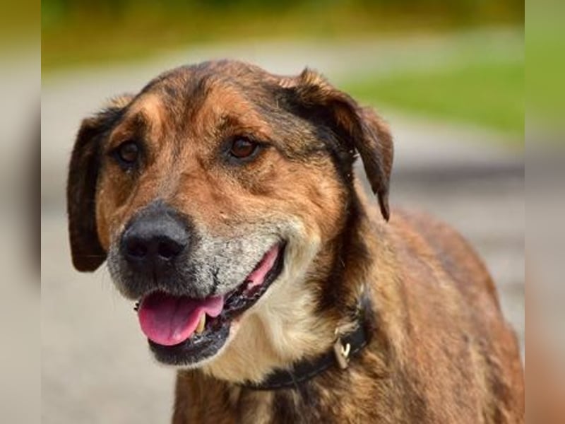 Aron ist ein ruhiger Hundeherr