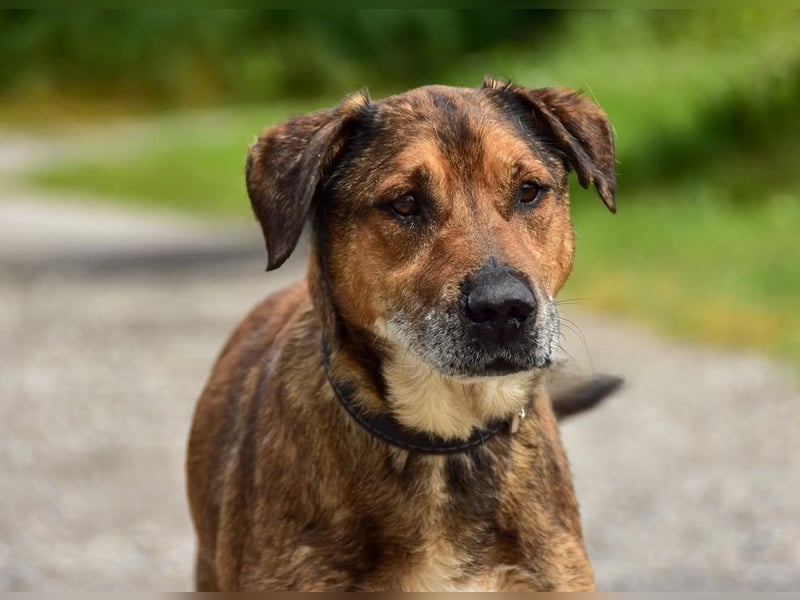 Aron ist ein ruhiger Hundeherr