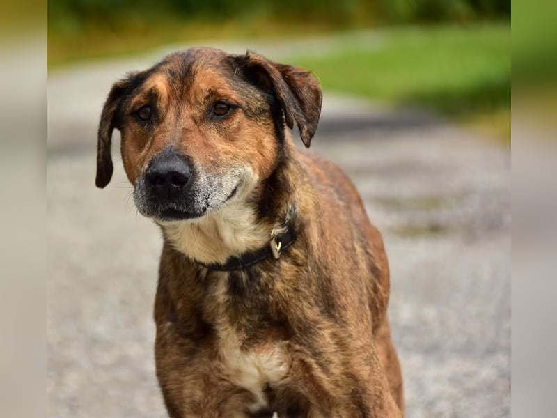 Aron ist ein ruhiger Hundeherr