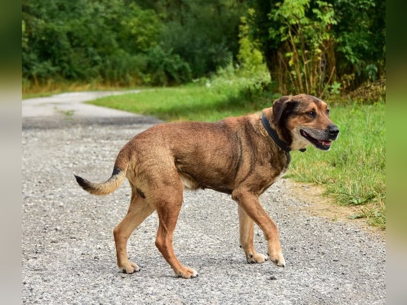 Aron ist ein ruhiger Hundeherr
