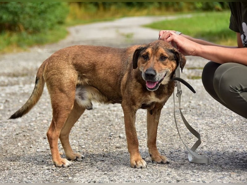 Aron ist ein ruhiger Hundeherr