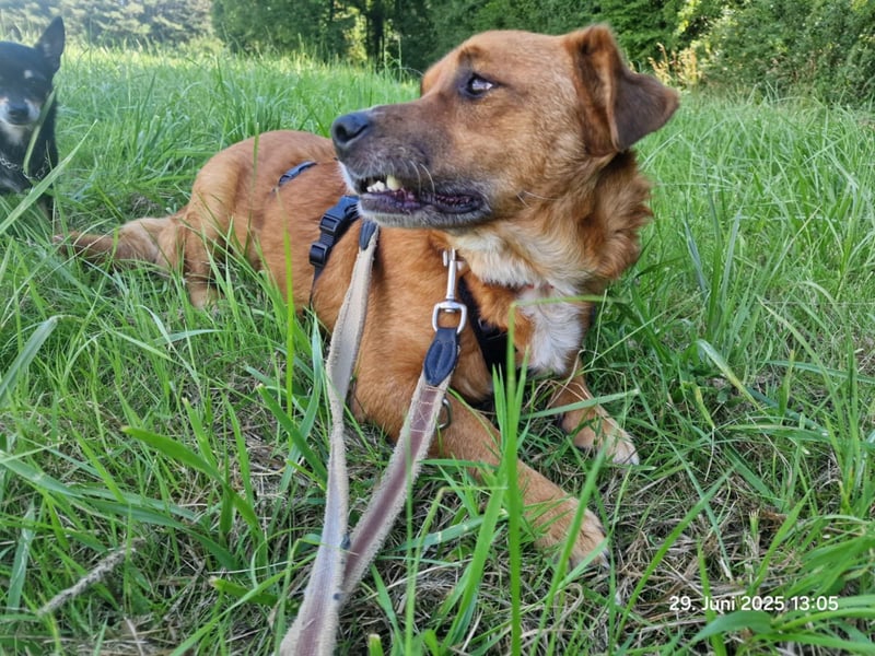 Jack-Charmeur sucht Zuhause!
