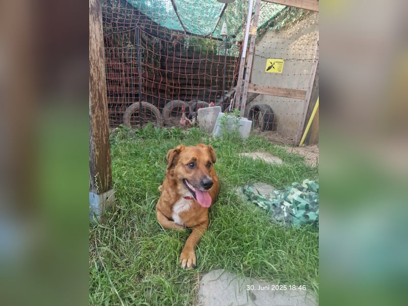 Jack-Charmeur sucht Zuhause!