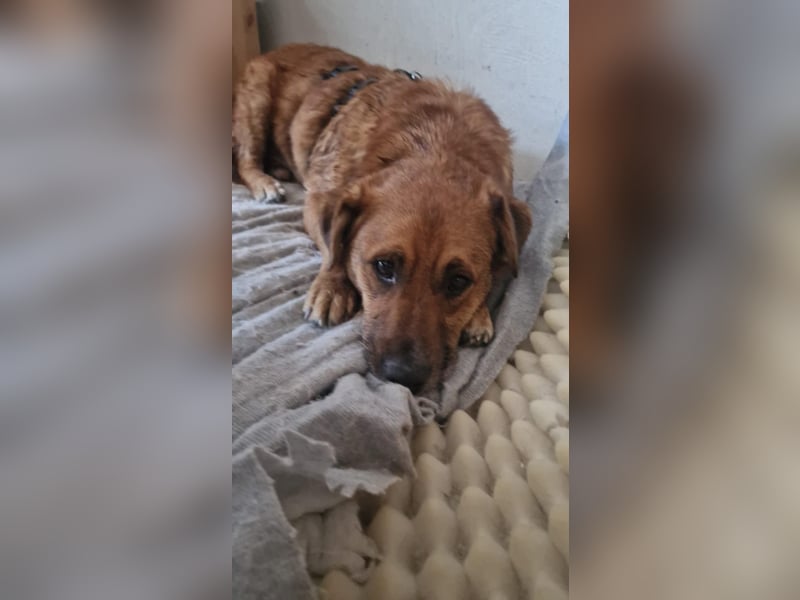 Jack-Charmeur sucht Zuhause!