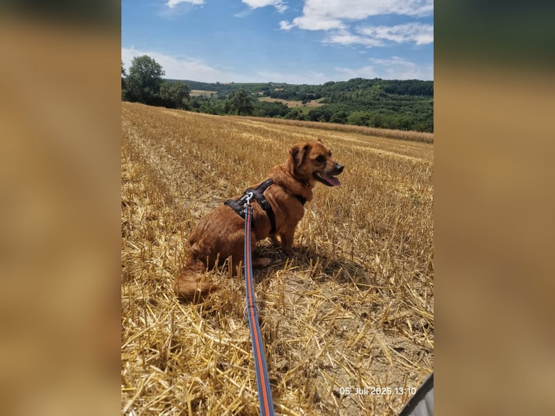 Jack-Charmeur sucht Zuhause!