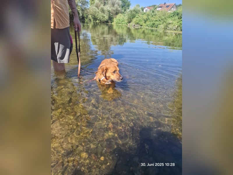 Jack-Charmeur sucht Zuhause!