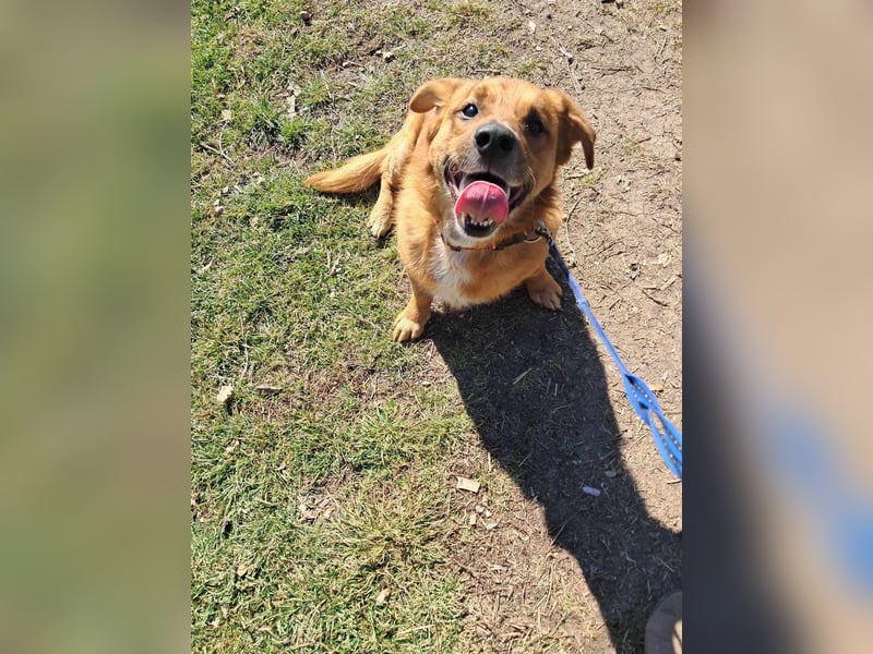 Jack-Charmeur sucht Zuhause!