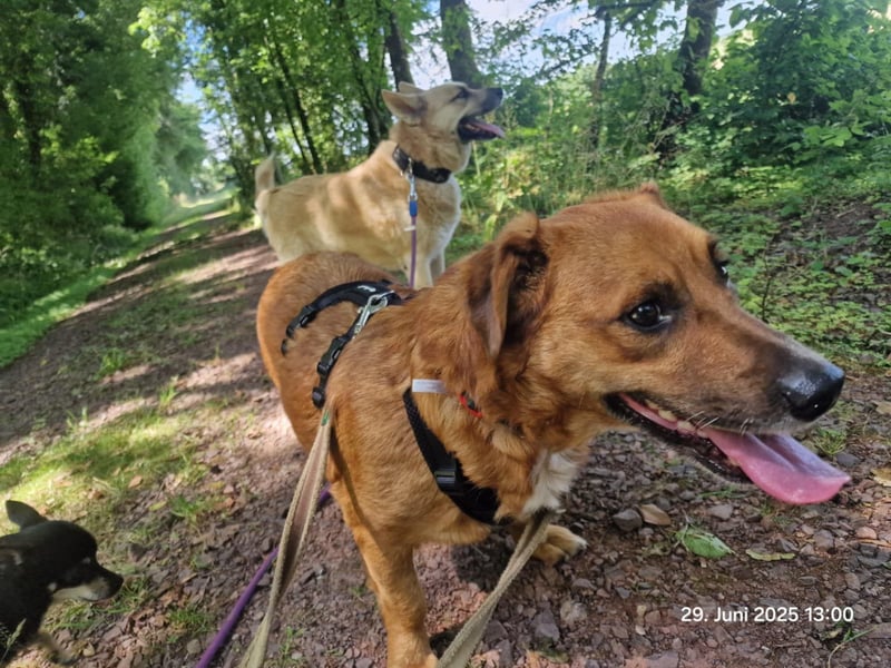 Jack-Charmeur sucht Zuhause!