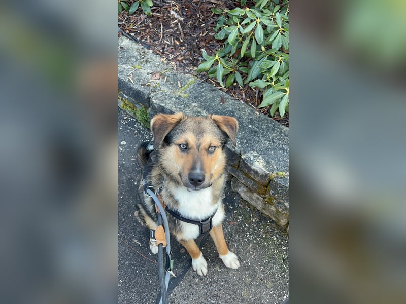 Ibun sucht dringend verständnissvolles Zuhause