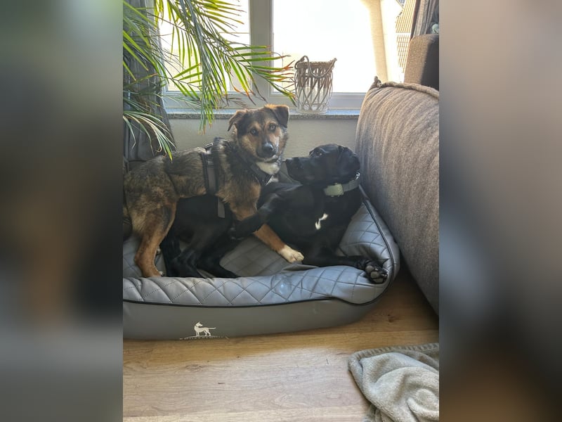 Ibun sucht dringend verständnissvolles Zuhause
