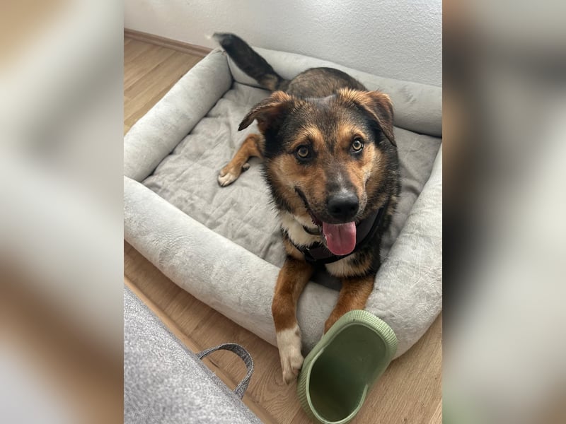 Ibun sucht dringend verständnissvolles Zuhause