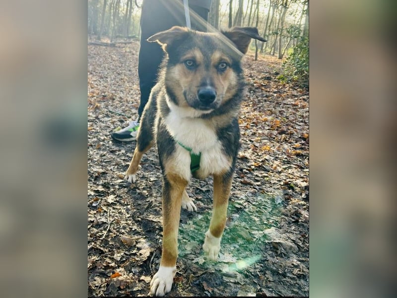 Ibun sucht dringend verständnissvolles Zuhause