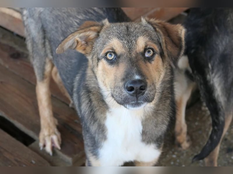 Ibun sucht dringend verständnissvolles Zuhause