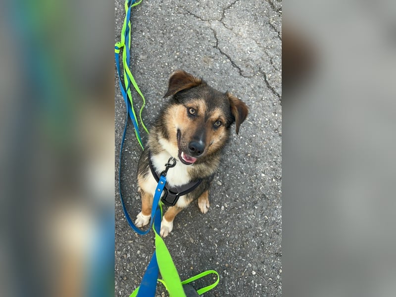 Ibun sucht dringend verständnissvolles Zuhause