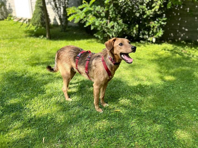 ♥FLOPPI♥ neu auf Pflegestelle bei Köln - süßer, verspielter Bub 48 cm