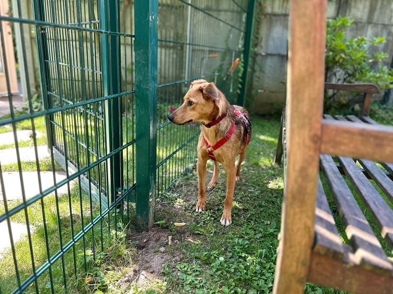 ♥FLOPPI♥ neu auf Pflegestelle bei Köln - süßer, verspielter Bub 48 cm