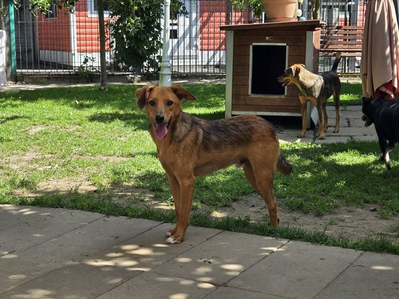 ♥FLOPPI♥ neu auf Pflegestelle bei Köln - süßer, verspielter Bub 48 cm