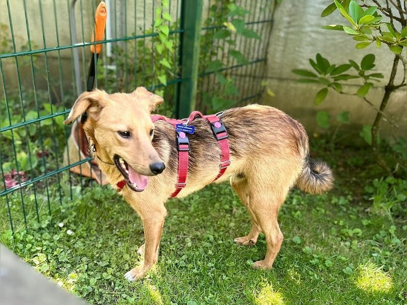 ♥FLOPPI♥ neu auf Pflegestelle bei Köln - süßer, verspielter Bub 48 cm