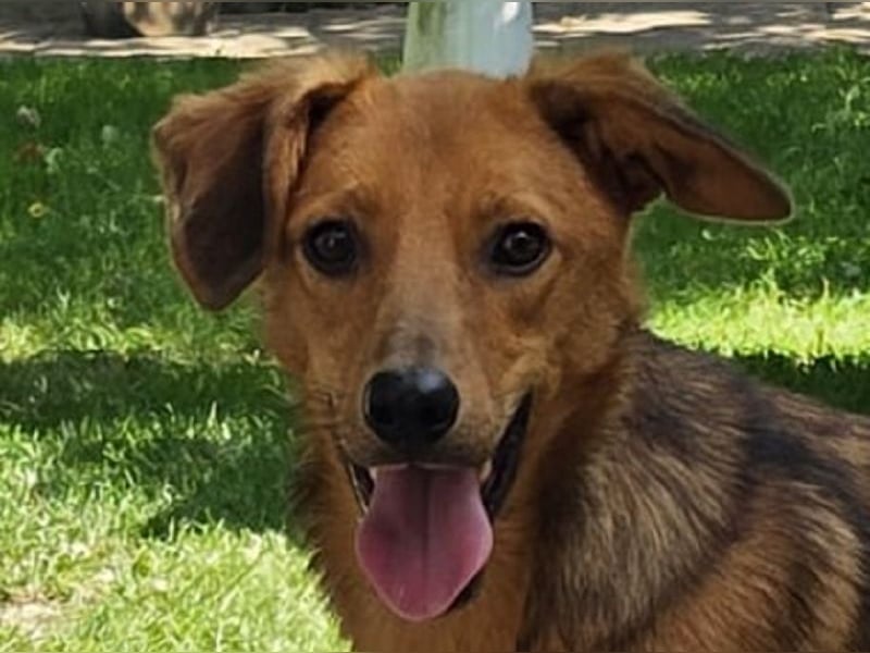 ♥FLOPPI♥ neu auf Pflegestelle bei Köln - süßer, verspielter Bub 48 cm