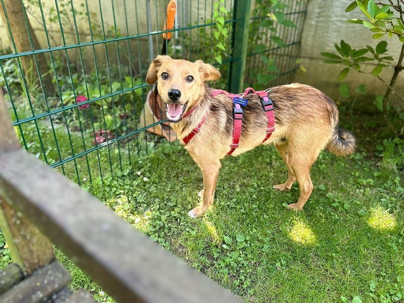 ♥FLOPPI♥ neu auf Pflegestelle bei Köln - süßer, verspielter Bub 48 cm
