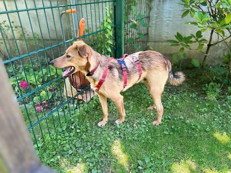 ♥FLOPPI♥ neu auf Pflegestelle bei Köln - süßer, verspielter Bub 48 cm