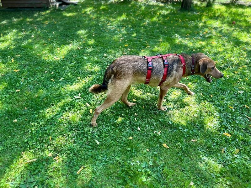 ♥FLOPPI♥ neu auf Pflegestelle bei Köln - süßer, verspielter Bub 48 cm