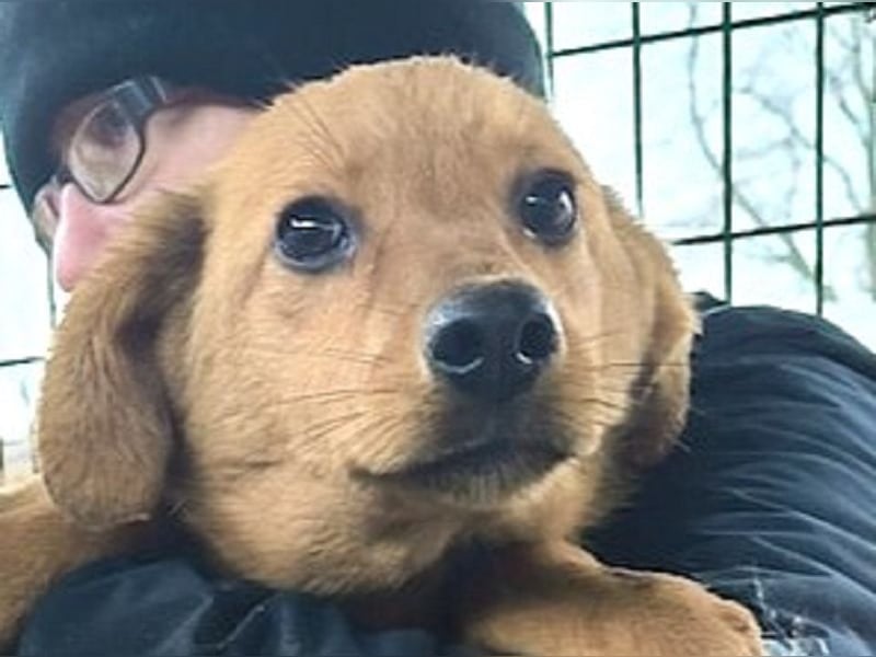 ♥FLOPPI♥ niedlicher kleiner, verspielter Bub - wird mittelgroß