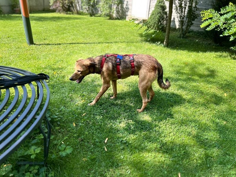 ♥FLOPPI♥ neu auf Pflegestelle bei Köln - süßer, verspielter Bub 48 cm