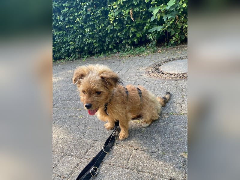 ♥SANSIBAR♥ neu auf Pflegestelle bei Duisburg - zuckersüßer, lieber und sanfter Welpe 22cm (wachsend)