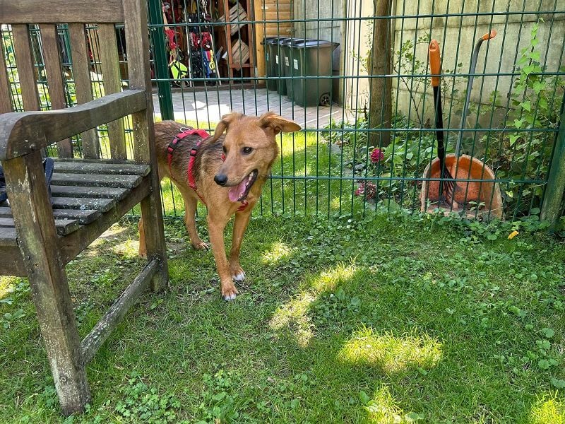 ♥FLOPPI♥ neu auf Pflegestelle bei Köln - süßer, verspielter Bub 48 cm