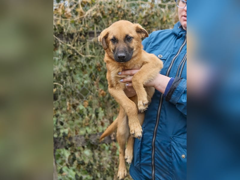Intelligenter kleiner Tierheimhund Shket❤️sucht Pflege- oder Endstelle