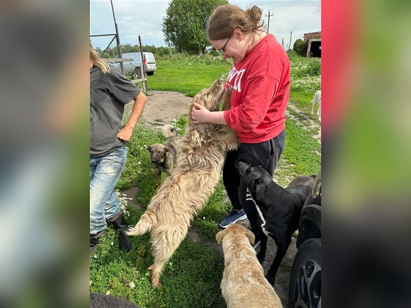 Verschmuster intelligenter Straßenhund Kashtan❤️sucht ein liebevolles Zuhause