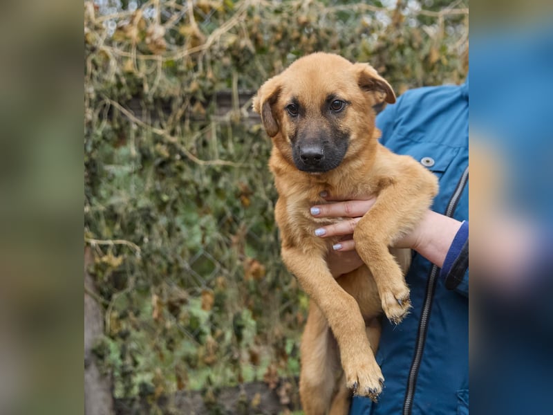 Intelligenter kleiner Tierheimhund Shket❤️sucht Pflege- oder Endstelle